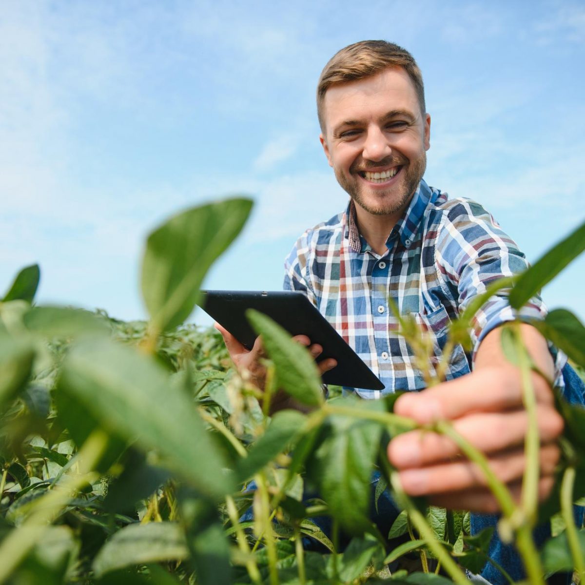 agronomist-inspecting-soya-bean-crops-growing-farm-field-agriculture-production-concept-young-agronomist-examines-soybean-crop-field-summer-farmer-soybean-field (1)